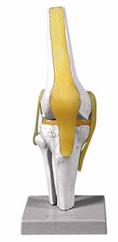 Knee Joint